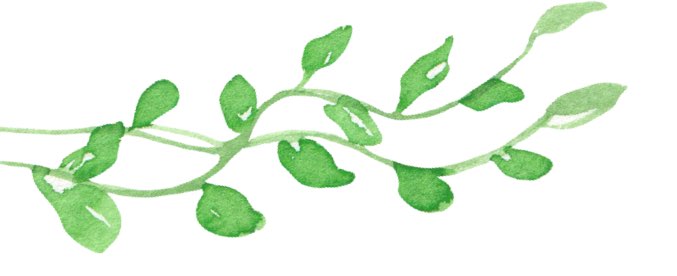 Plant Illustration 2 - Pam Duffell