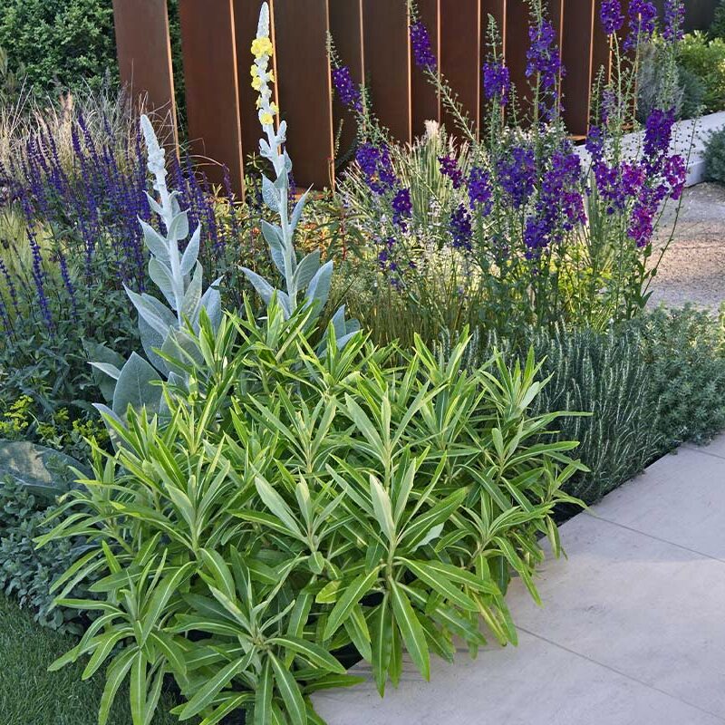 Inspired by travel this contemporary gravel garden gives an exotic air with close up detail with Verbascums and Salvia - Pam Duffell