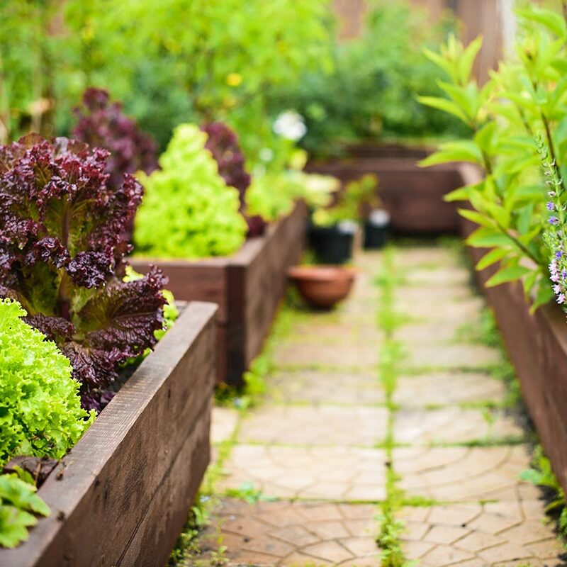 Vegetable garden with raised beds - Pam Duffel